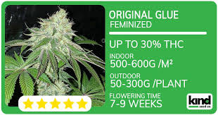 Exploring the Best Options for Cannabis Seeds Alabama