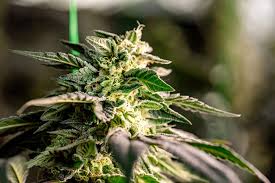 Exploring the Best Options for Cannabis Seeds Alabama
